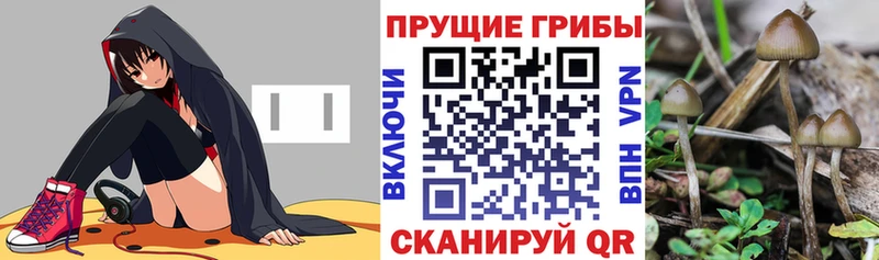 Псилоцибиновые грибы прущие грибы  Подпорожье 